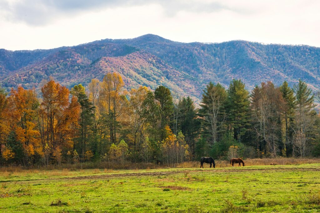 Great Smoky Mountains National Park in Tennessee — compare auto insurance quotes in Tennessee with Auto Quote Hotline